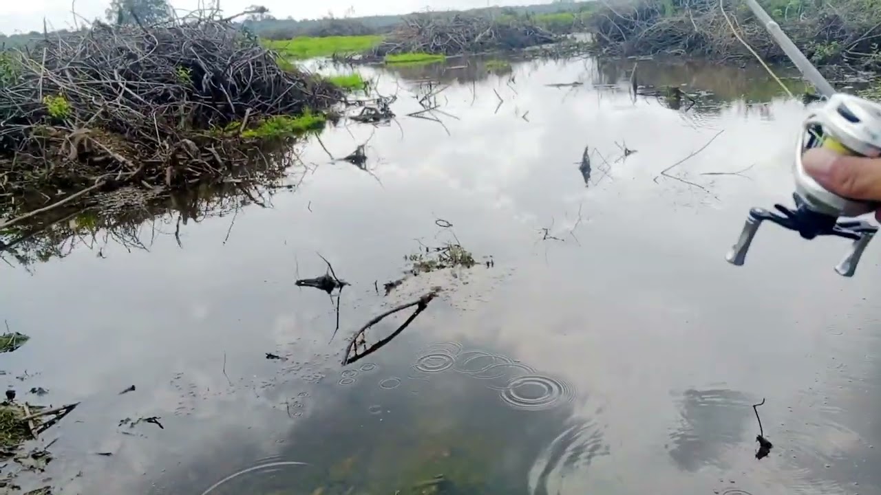 Spot Mancing Pinggiran Aliran Sungai yang banyak Kayu | Mancing | Casting Gabus #fishing #mancing