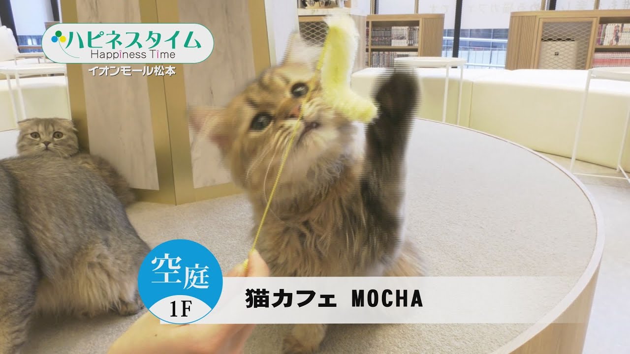 イオンモール松本 ハピネスタイム 猫カフェMOCHA 2025 0716 - YouTube