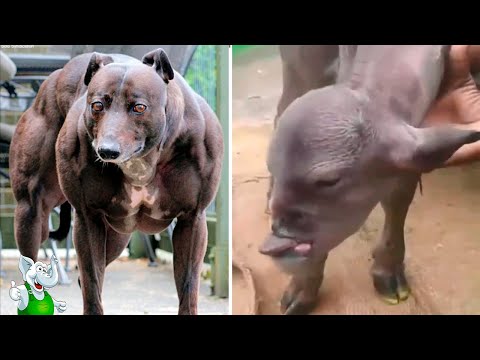 Видео: Най-голямото хладнокръвно животно на земята