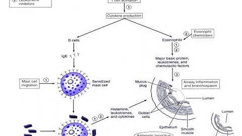 Unit 3 Pulm Part 2 Asthma COPD