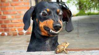 Perros Súper Dramáticos Te Harán Llorar de Risa 🤣