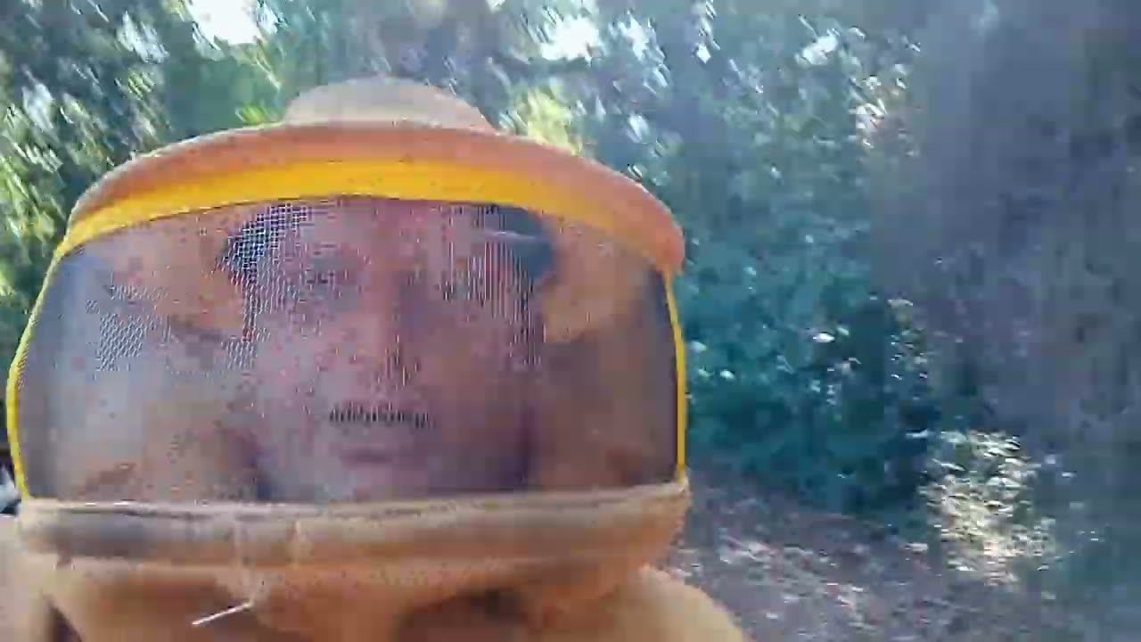 ALIMENTANÇÃO COM AÇUCAR VHP TA BOMBANDO OS ENXAMES