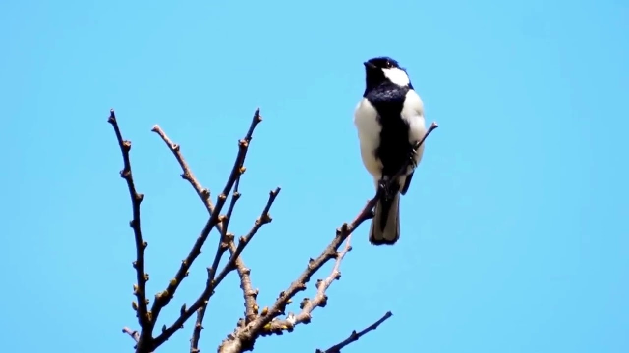 Cinereous Tit Vocal Mimicry & Song | Amazing Bird Calls Explained