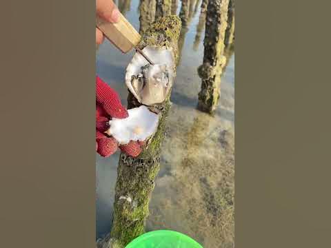 Oyster farm