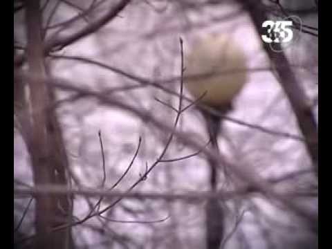 страны древнего Востока.