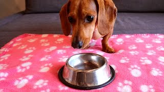 Mia the Mini Dachshund | Food Taste Test by Remi the Mini Dachshund 4,180 views 3 years ago 3 minutes, 10 seconds