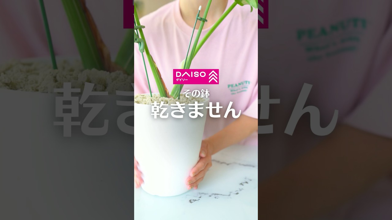 その鉢、乾きません！なら浮かせればいいんです🫶ダイソー商品で観葉植物が育てやすくなる🪴