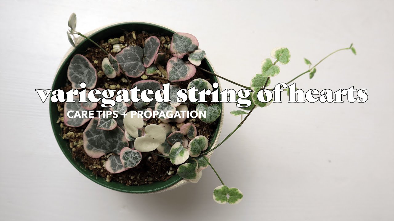 Variegated String Of Hearts Care Tips And Propagation Bees House Of 
