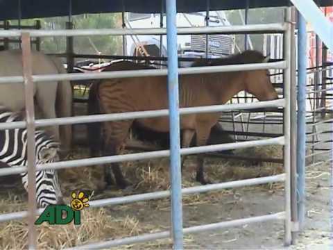 Vídeo: Nova Jersey Se Torna O Primeiro Estado A Proibir O Uso De Animais Selvagens De Circo