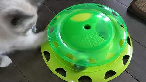 Kintips Crazy Cool Cat Video My Cutest Kitten Raven Petstages Play Toy Catnip Chaser Review