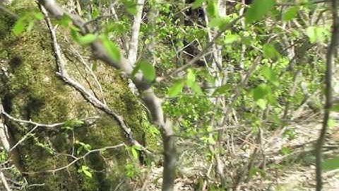 ICH 2010 Tbilisi H3 HHH inter hash on track