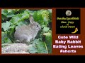Cute Wild Baby Rabbit Eating Leaves #shorts, #ytshorts, #shortvideo