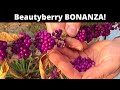 Beautyberry: grow and eat a SPECTACULAR berry