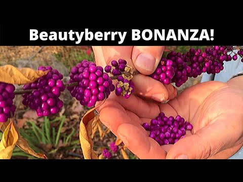 Video: Información del arbusto Beautyberry: consejos para cultivar American Beautyberries