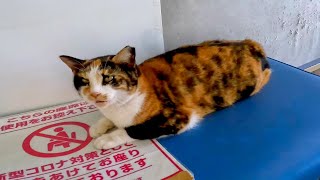 待合室にいた三毛猫を撫でると「ニャ」と返事をしてカワイイ