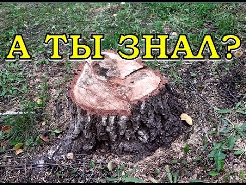 Video: Kako Izruvati Drevo