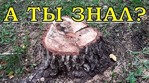 Как избавиться ОТ ПНЯ?