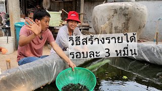 สร้างรายได้รอบละ3หมื่น วิธีเลี้ยงปลาหมูในกระชังบก | เอิร์ธสดชื่น สร้างอาชีพ  มหาสารคาม