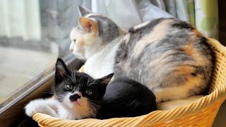 今日はネコ吉お姉ちゃんにべったりな子猫達【仲良し子猫姉妹の成長記録】