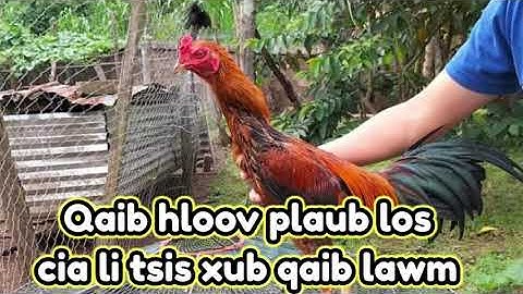 Qaib hloov plaub lawm cas ho tsis xub qaib lawm yog ua li cas lawm