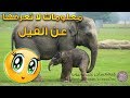 10 معلومات لا تعرفها عن الفيل