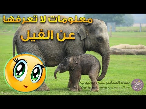 10 معلومات لا تعرفها عن الفيل