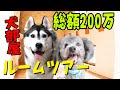 総額200万以上の犬小屋紹介します ハスキー犬とトイプードル【ルームツアー】