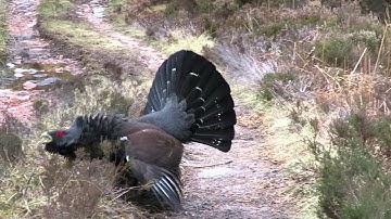 capercaillie