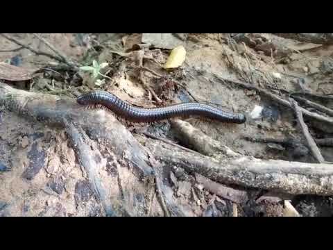 Ulat Gonggok Gergasi dari hutan Bukit Kachi
