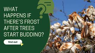 What happens if there's frost after trees start budding?