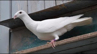 Спас Красивого Голубя - Оказался Редкий Боевой Голубь 🐦 Pigeons Turkish Takla 🎃 Чуть Палец Не Отгрыз