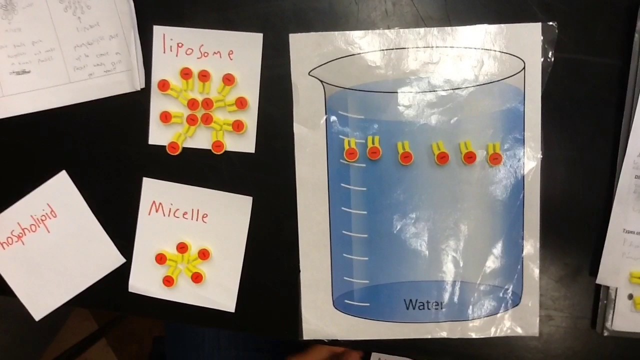 How Phospholipids Behave In Water