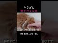 うさぎの懐かせ方!初心者必見!
