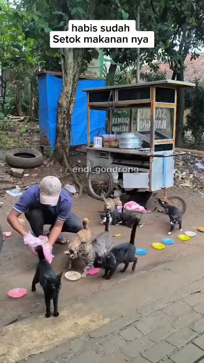 sholawatin  biar lancar rejekinya #catlovers