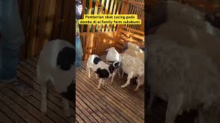PEMBERIAN OBAT CACING RUTIN PADA DOMBA DI AI FAMILY FARM SUKABUMI #domba #ternakdomba #sukabumi
