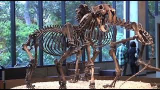 Behind the Scenes at L.A.'s TAR PITS w/ Trevor Valle #BTS #TarPits #labrea #bones #museum #fossils
