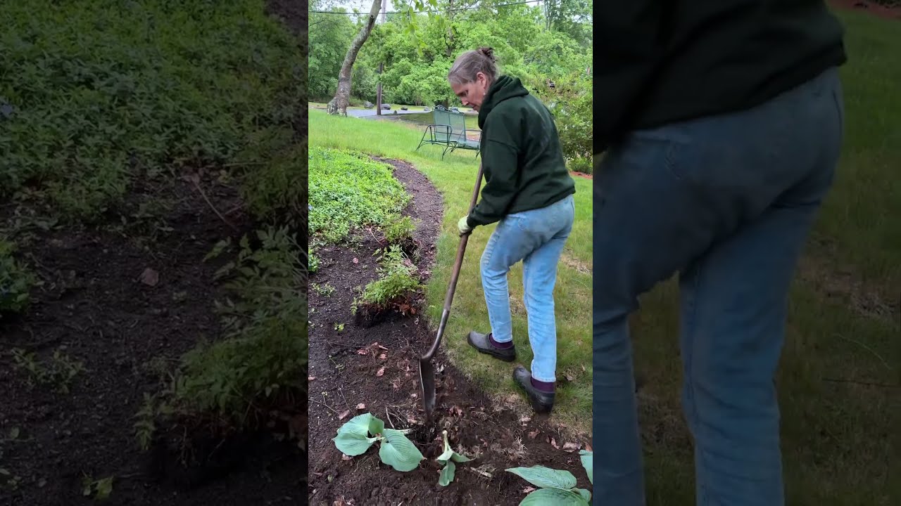 How To Divide Plants: Exposure Therapy!