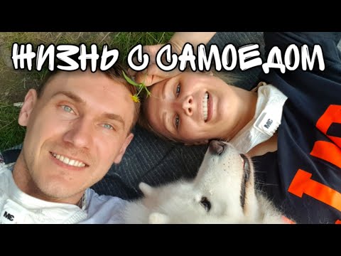 Самоед на прогулке, встретили мини шпица, катаемся на великах в лесу,ВЛОГ