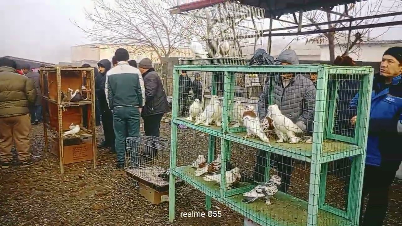 АСАКА КАБУТАР БОЗОРИ БУГУНГИ НАХЛАРИ. 12.12.2025