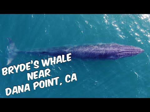 Vídeo: Bride's minke whale: descripció, nutrició, hàbitat i reproducció