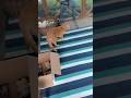 Thomas Is Acting Suspicious Cat Short Thomas Is Acting Suspicious Cat Short