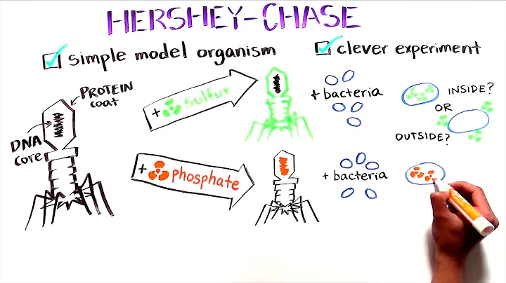 The Hershey and Chase Experiment | Discovery of DN...