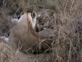 Lion cubs khwai botswana