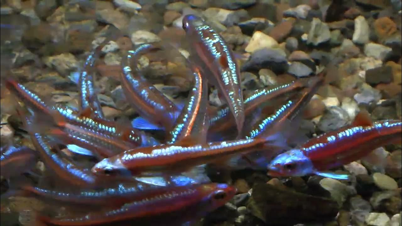 Regenbogenelritze Notropis chrosomus Schwarmfisch für Teich