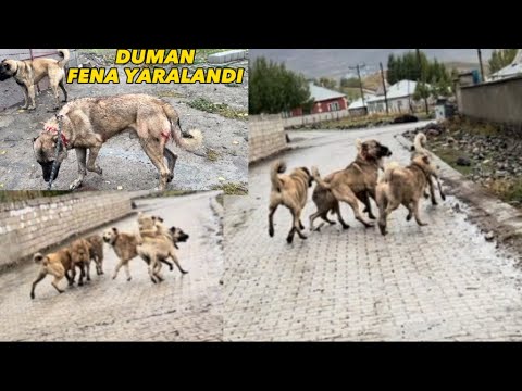 4 KÖPEK BİRDEN DUMANA DALDILAR. KARABAŞ YARDIMA GİDİNCE KIYAMET KOPTU. ORTALIK ÇOK FENA KARIŞTI.