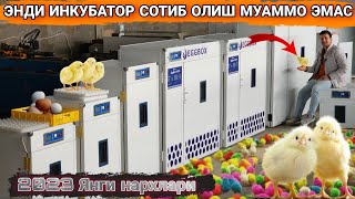 Инкубатордан қанча фойда?УЗБ буйича доставка бор