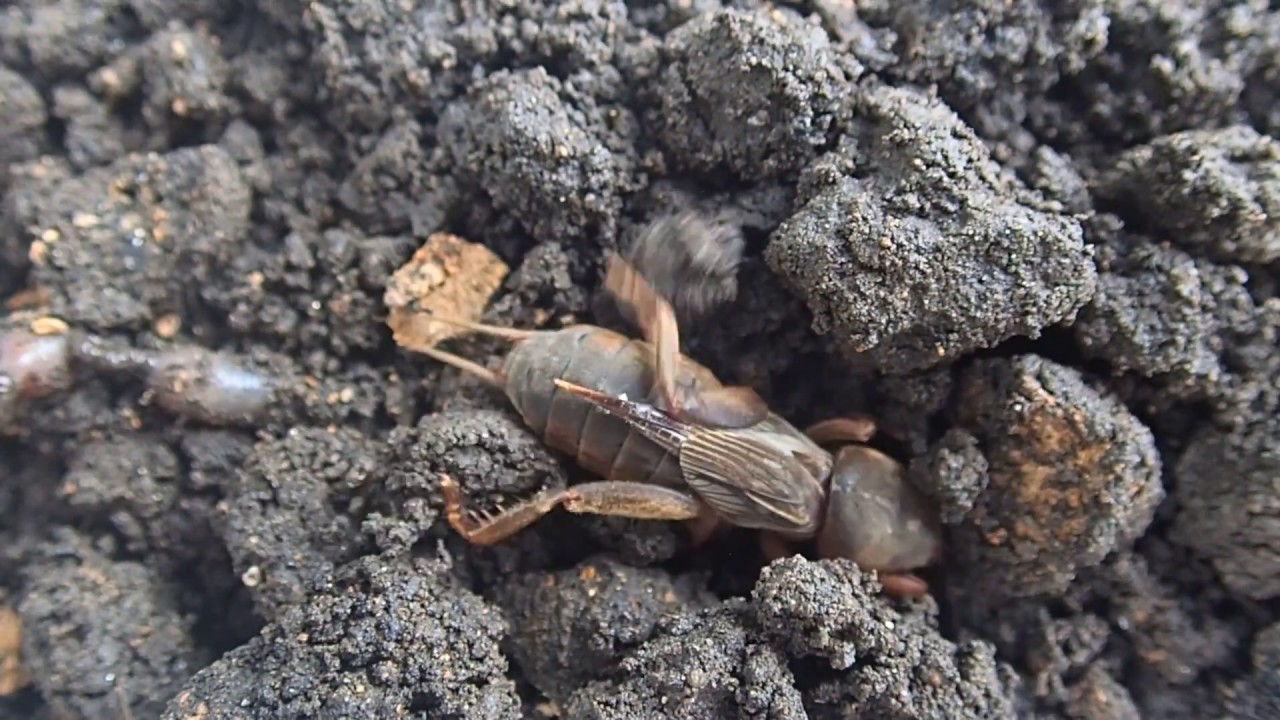 オケラ 穴を掘る 水上に泳ぐ 空を飛ぶ 大食漢 ハンター日記