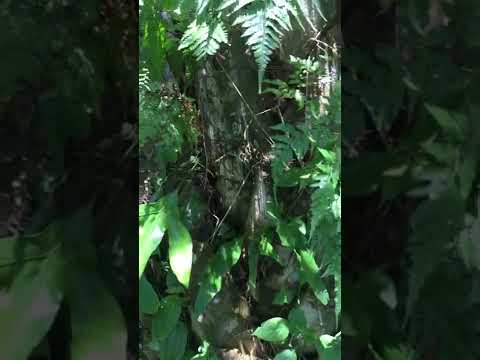 วีดีโอ: ต้นปาล์มเป็นเฟิร์นชนิดหนึ่งหรือไม่?