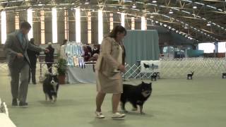 FLCV Inaugural Finnish Lapphund Champ Show - Puppy and Junior Bitch by Team Pawformance 176 views 11 years ago 12 minutes, 16 seconds