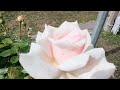 УТРОМ С МОПЕДАМИ В ЗАПОРОЖЬЕ ❤️ 30 МАЯ 2026